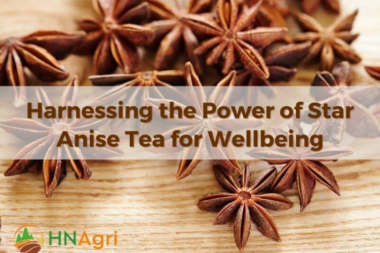 harnessing-the-power-of-star-anise-tea-for-wellbeing-1