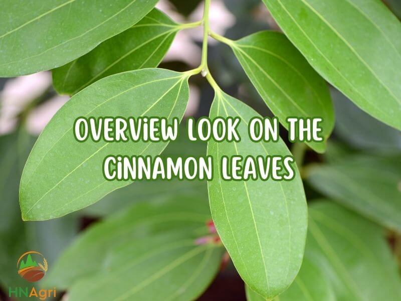 remarkable-benefits-of-cinnamon-leaves-a-natural-wonder-1