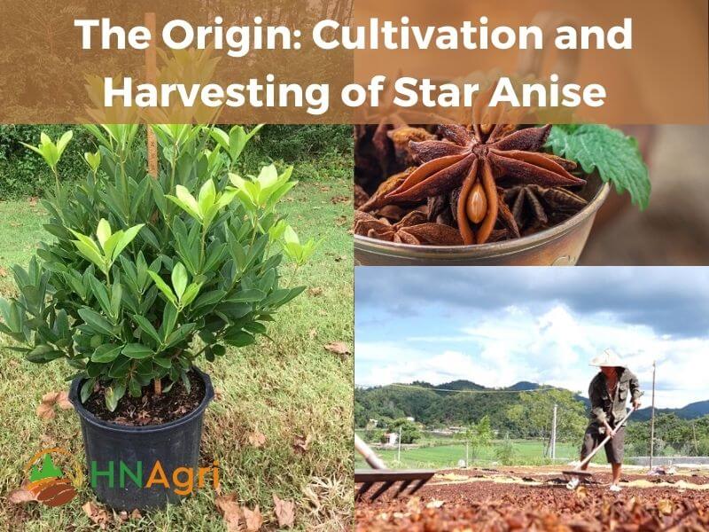 star-anise-powder-the-secret-ingredient-for-exquisite-flavors-2