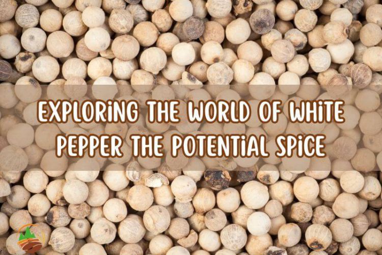 exploring-the-world-of-white-pepper-the-potential-spice