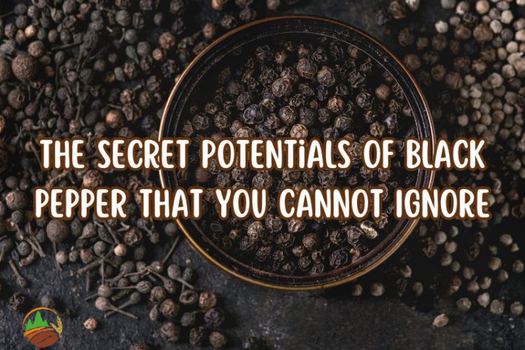 the-secret-potentials-of-black-pepper-that-you-cannot-ignore