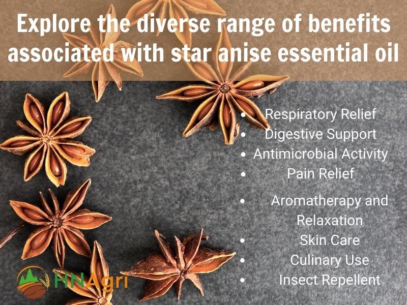 premium-star-anise-essential-oil-a-wholesale-buyers-guide-4