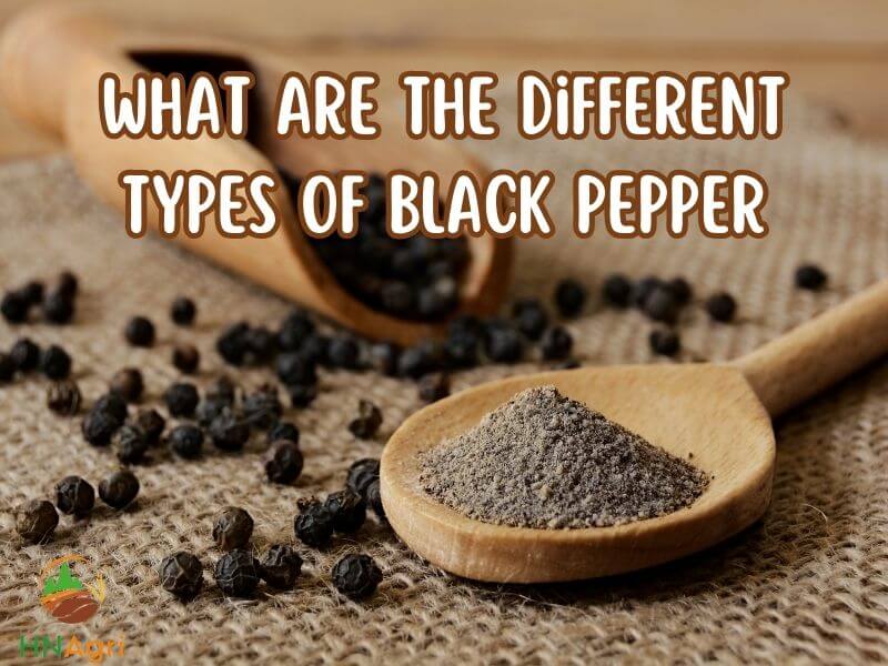 unraveling-the-price-of-black-pepper-for-savvy-importers-1