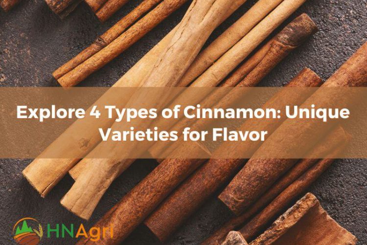 Explore 4 Types of Cinnamon Unique Varieties for Flavor